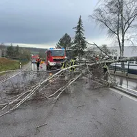 baum.jpeg