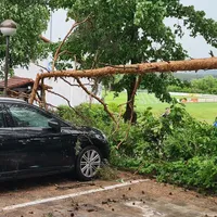 baum_auto.jpg