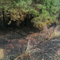 wald.jpeg